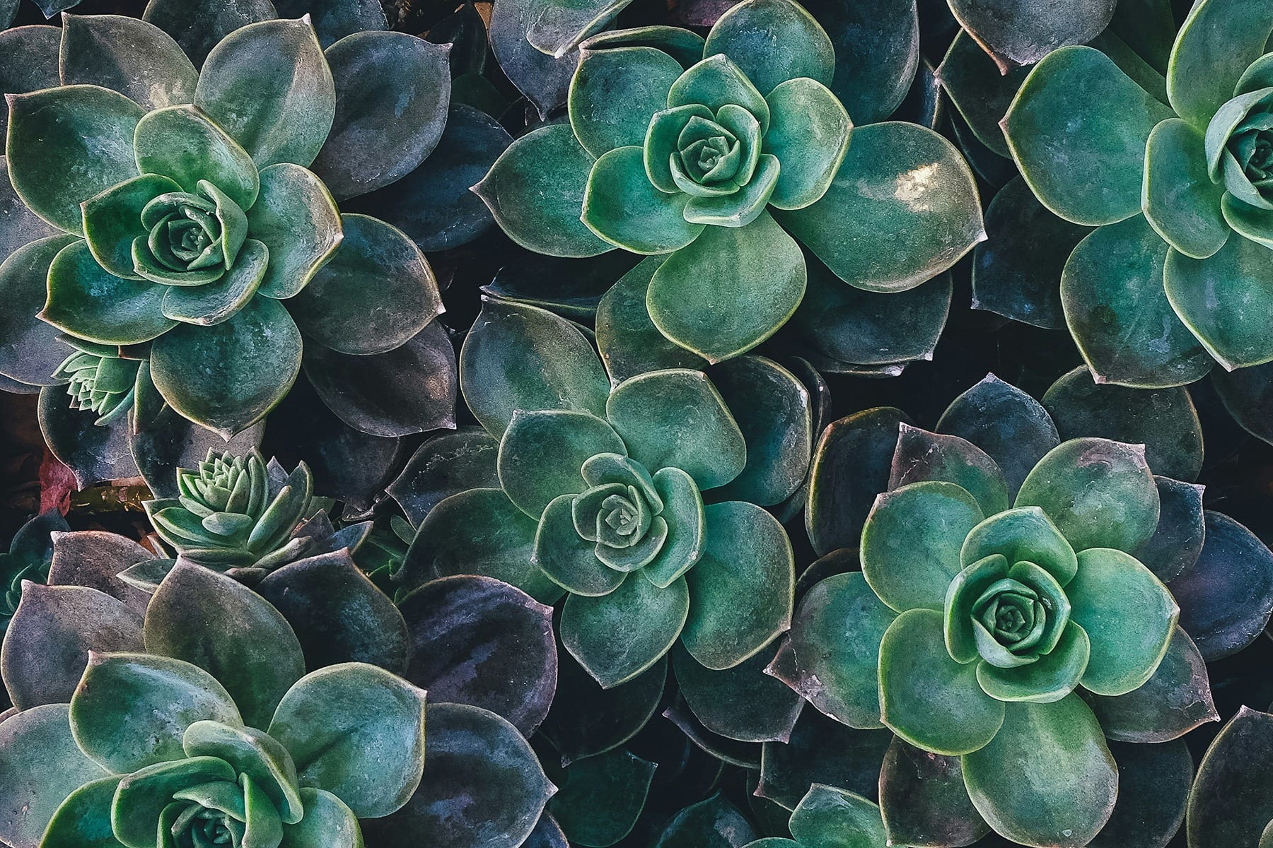 Image of a succulent close up.